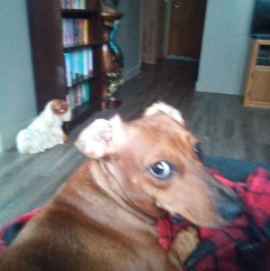 Meet your Posher, Dianna